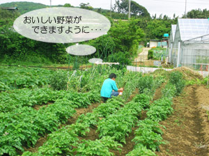 夏野菜