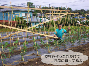 夏野菜