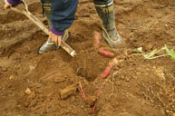 サツマイモと里芋掘り掘り&バーベキュー大会開催の報告