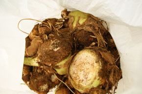 サツマイモと里芋掘り掘り&バーベキュー大会開催の報告