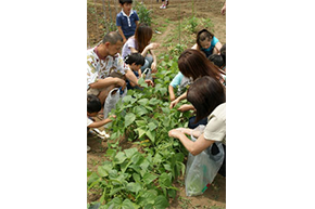 野菜取り