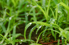 雨があがって